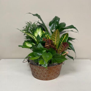 Absolutely Stunning Dish Garden - Carlisle-Branson Funeral Home