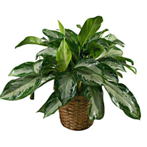 Aglaonema Plant