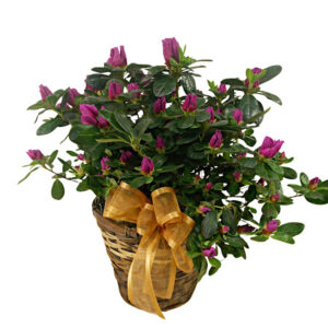 Azalea Plant