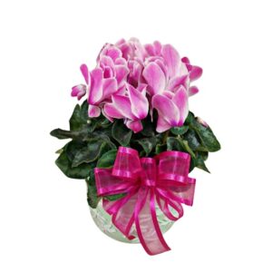 Cyclamen Plant