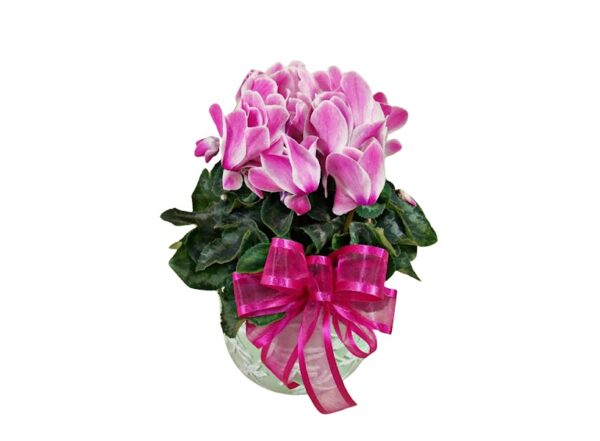 Cyclamen Plant