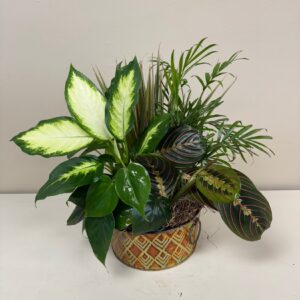 Exellent Dish Garden - Carlisle-Branson Funeral Home