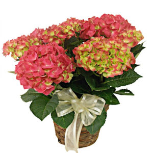 Hydrangea Plant