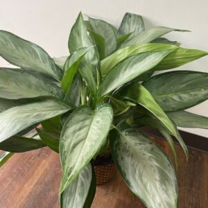 Large Aglaonema Silverado - Carlisle-Branson Funeral Home