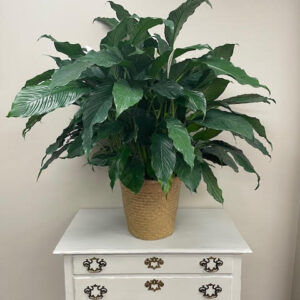 Peace Lily