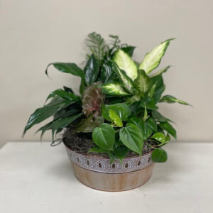 Lavish & Boujee Dish Garden - Carlisle-Branson Funeral Home