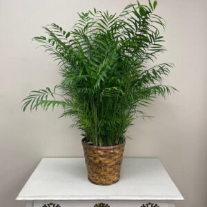 Palm Plant - Carlisle-Branson Funeral Home