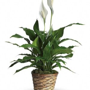 Peace Lily Spathyllium