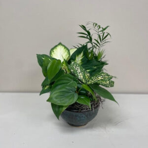 Petite Dish Garden - Carlisle-Branson Funeral Home