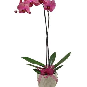 Phalaenopsis Orchid Plant