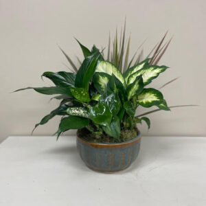 Totally Awesome Dish Garden - Carlisle-Branson Funeral Home